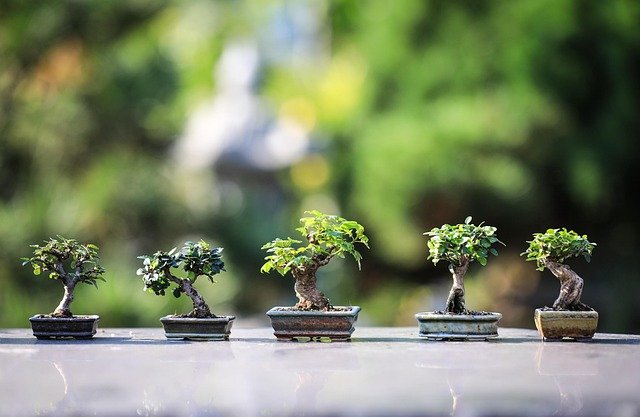 indoor herbs garden